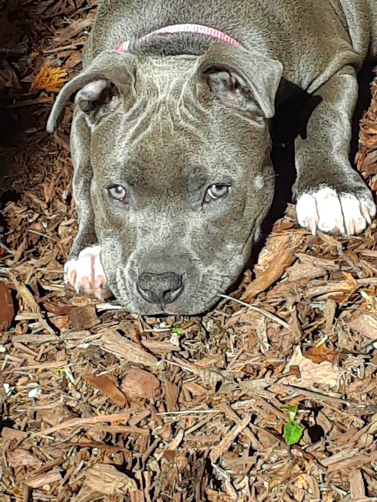 Nyla is registered to the contest to win money with this photo: alaunt, american_pit_bull_terrier, american_staffordshire_terrier, bandog, canidae, carnivore, dog, dog_breed, fawn, grass, mammal, molosser, non_sporting_group, pit_bull, snout, vertebrate