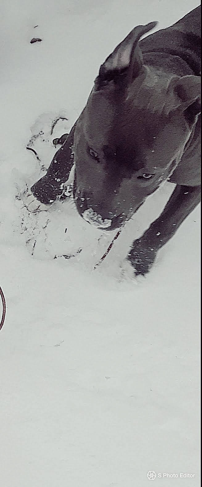 Nyla is registered to the contest to win money with this photo: american_pit_bull_terrier, black_and_white, canidae, carnivore, dog, dog_breed, drawing, great_dane, non_sporting_group, nose, snout, snow, sporting_group