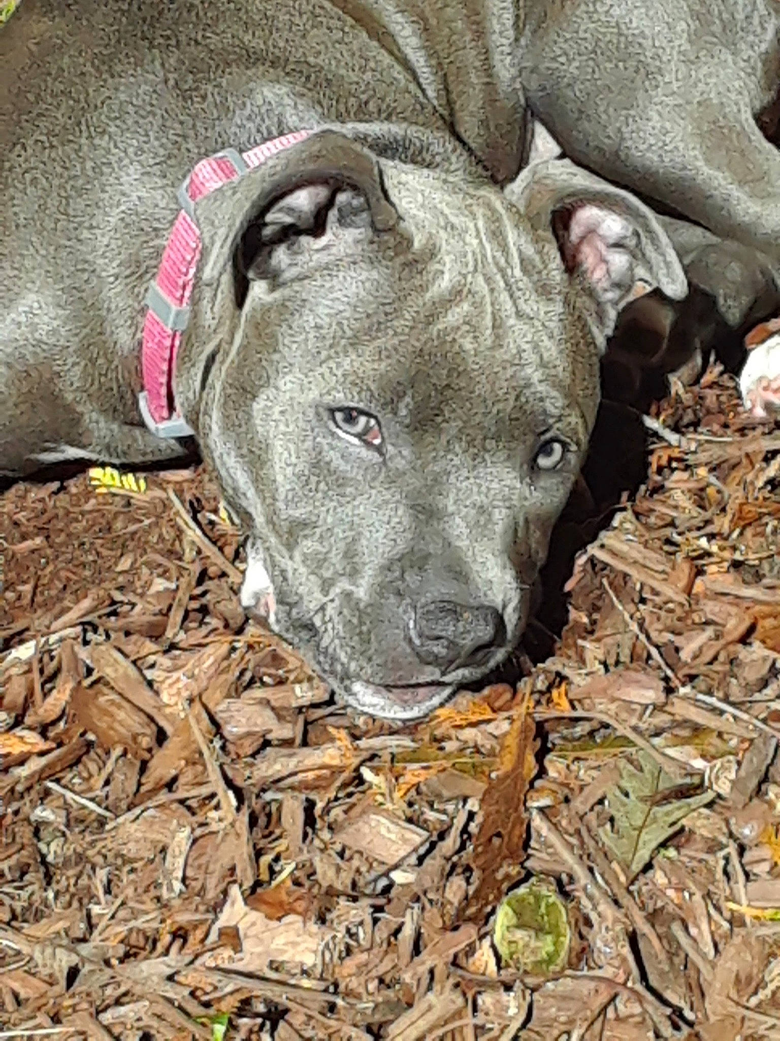 Nyla is registered to the contest to win money with this photo: alaunt, american_pit_bull_terrier, american_staffordshire_terrier, canidae, carnivore, cordoba_fighting_dog, dog, dog_breed, fawn, mammal, non_sporting_group, pit_bull, snout, sporting_group, vertebrate