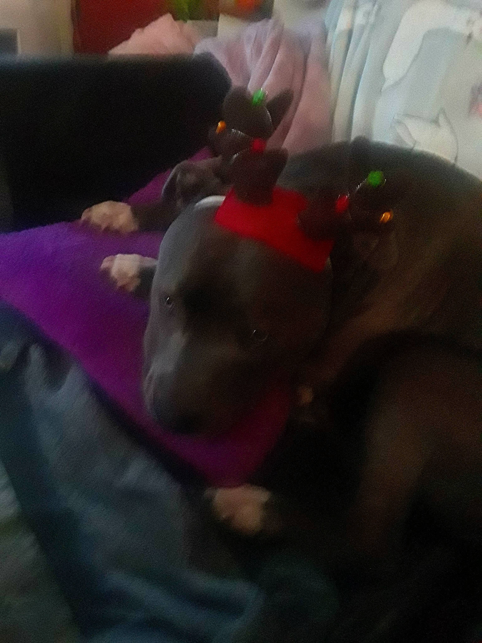 Nyla joined the competition — help win amazing prizes! black, ear, finger, hand, leg, mouth, nap, non_sporting_group, pink