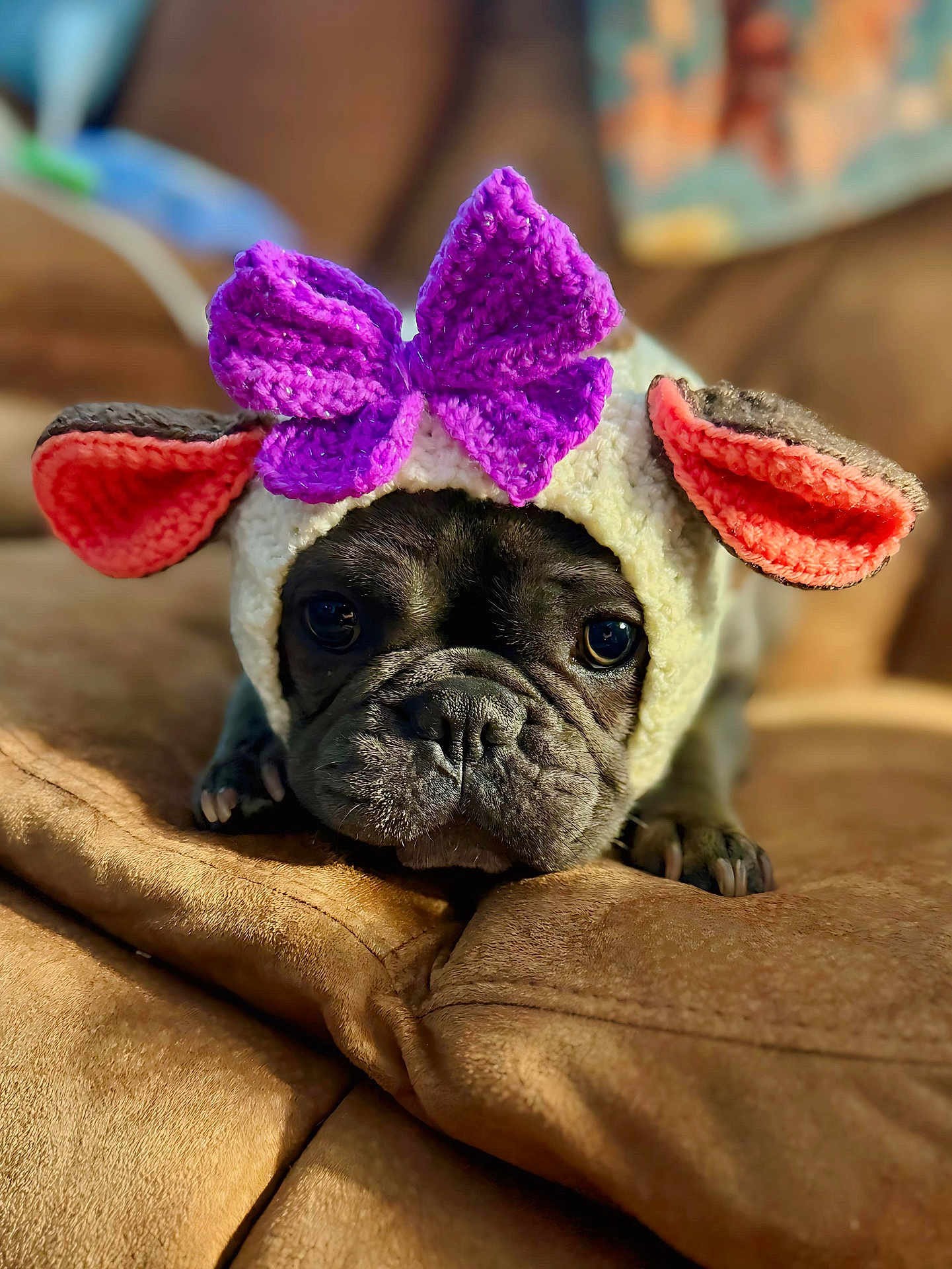 Georgia Bleu is registered to the contest to win money with this photo: dog, pet, costume, knit_hat, purple_bow, pink_ears, brown_couch, close_up, indoors, cute, animal, face, portrait, resting, french_bulldog, cozy, soft_texture, adorable, looking_at_camera, animal_costume