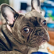 Georgia Bleu is registered to the contest to win money with this photo: dog, french_bulldog, pet, close_up, ears, brown_eyes, fur, indoor, portrait, animal, cute, looking, face, snout, whiskers, companion, domestic, canine, friendly, background_blur