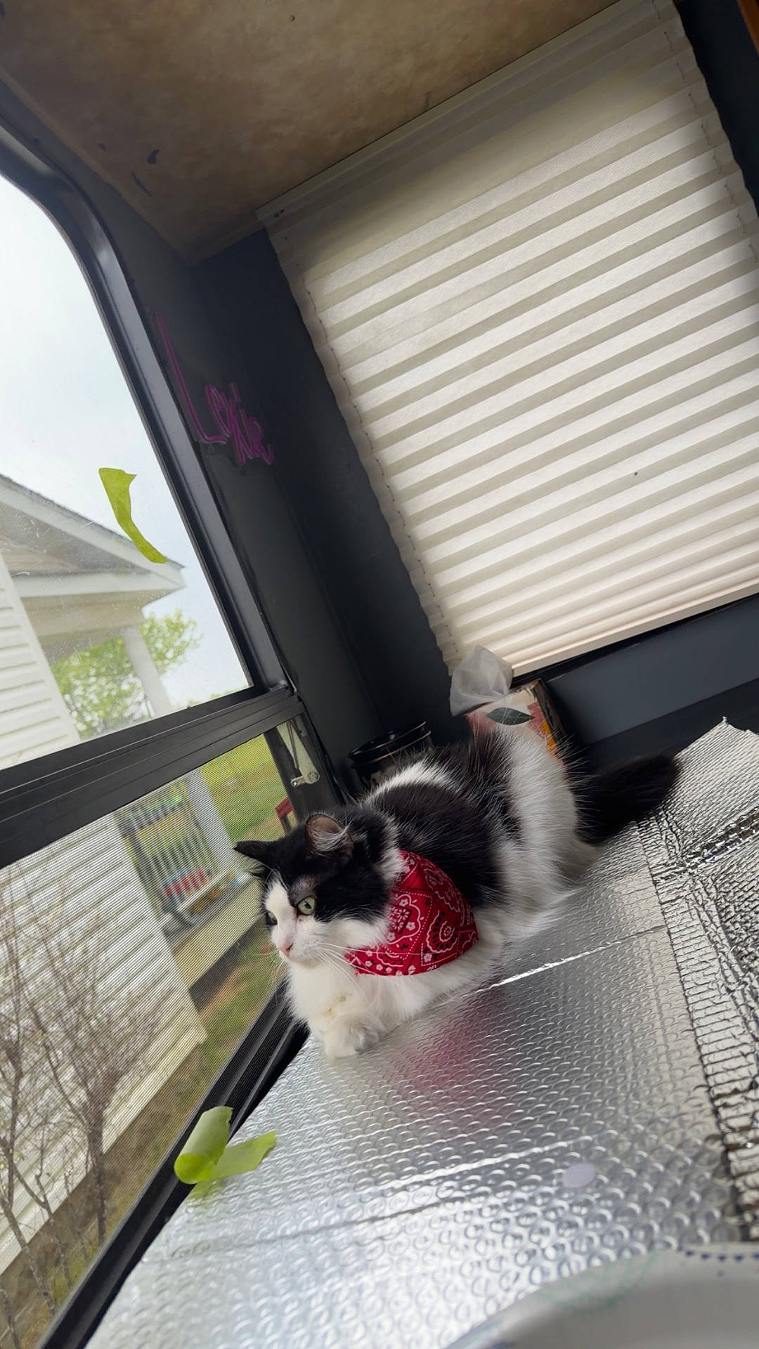 Moonlight Dawn joined the competition — help win amazing prizes! animal, bandana, black_and_white_cat, cat, comfortable, cozy, curious, daylight, domestic_animal, feline, fur, house, indoor, looking_outside, pet, reflective_surface, resting, striped_shade, tree, window