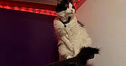 Moonlight Dawn joined the competition — help win amazing prizes! animal, bed, black_and_white, cat, collar, cozy, domestic_cat, fluffy, furniture, indoor, led_lights, looking_away, pet, purple_wall, red_lights, red_object, resting, scratching_post, striped_ceiling, white_wall