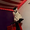 Moonlight Dawn joined the competition — help win amazing prizes! cat, black_and_white, scratching_post, indoor, led_lights, red_lights, striped_ceiling, furniture, pet, fluffy, domestic_cat, collar, purple_wall, white_wall, red_object, bed, cozy, looking_away, resting, animal