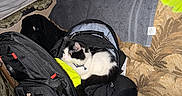 Moonlight Dawn is registered to the contest to win money with this photo: cat, backpack, couch, plastic_bag, towel, green_bandana, black_and_white, indoor, pet, feline, resting, fabric, zipper, pillow, home, animal, fur, collar, seat, stuffed