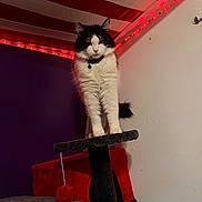 Moonlight Dawn joined the competition — help win amazing prizes! cat, cat_tree, indoor, pet, feline, striped_ceiling, red_led_lights, black_and_white, fur, collar, platform, wall, bed, blanket, red, purple_wall, relaxation, domestic_animal, standing, cozy