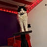 Moonlight Dawn joined the competition — help win amazing prizes! bed, black_and_white, blanket, cat, cat_tree, collar, cozy, domestic_animal, feline, fur, indoor, pet, platform, purple_wall, red, red_led_lights, relaxation, standing, striped_ceiling, wall