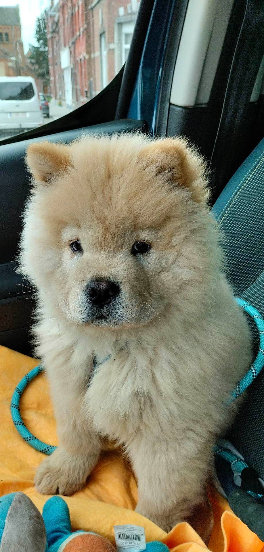 Merlin participe au concours pour gagner de l'argent avec cette photo : ancient_dog_breeds, canidae, carnivore, companion_dog, dog, dog_breed, fawn, fur, german_spitz_mittel, giant_dog_breed, non_sporting_group, snout, spitz, sporting_group, terrestrial_animal, toy_dog, vehicle, whiskers, windscreen_wiper, working_animal