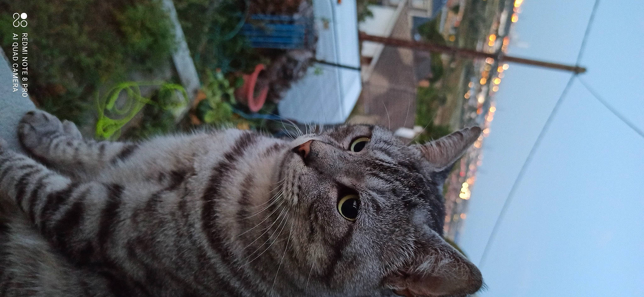 Jules participe au concours pour gagner de l'argent avec cette photo : black_cat, carnivore, cat, claw, domestic_short_haired_cat, felidae, fur, grass, lynx, plant, small_to_medium_sized_cats, snout, tail, terrestrial_animal, tree, twig, whiskers, wildlife