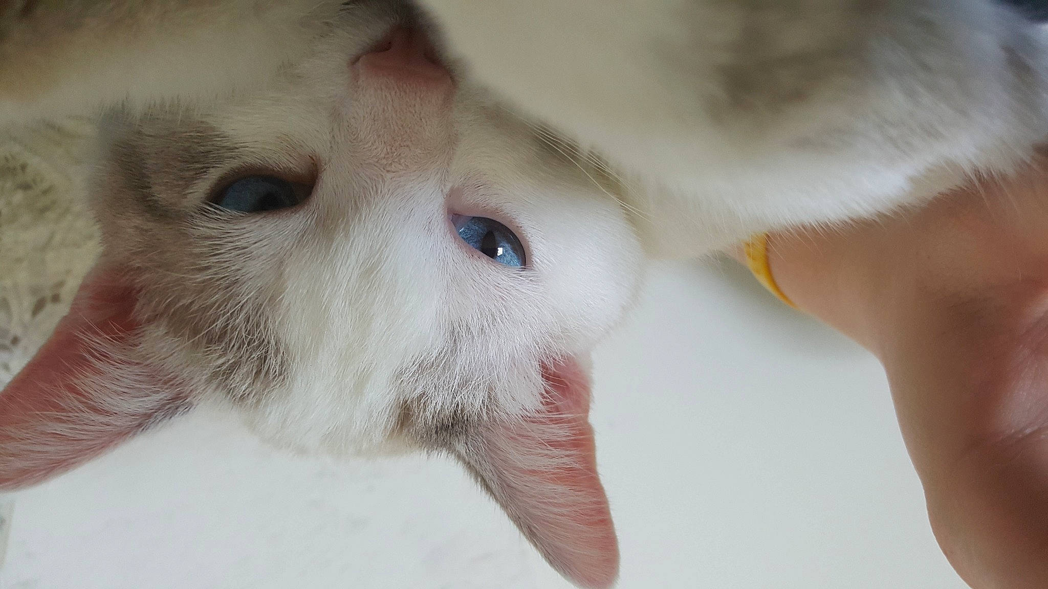 Twitch is registered to the contest to win money with this photo: carnivore, cat, close_up, domestic_short_haired_cat, ear, eyelash, fawn, felidae, fur, gesture, no_expression, nose, paw, small_to_medium_sized_cats, snout, whiskers