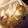Nugget is registered to the contest to win money with this photo: cat, kitten, pet, furry, fluffy, tabby, tricolor, blue_eyes, face, whiskers, ears, paws, lying_down, blanket, couch, remote_control, indoor, cozy, portrait, cute