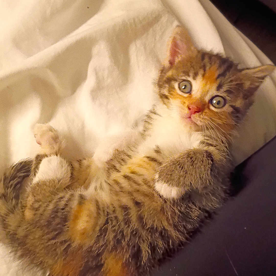 Nugget is registered to the contest to win money with this photo: cat, kitten, pet, furry, fluffy, tabby, tricolor, blue_eyes, face, whiskers, ears, paws, lying_down, blanket, couch, remote_control, indoor, cozy, portrait, cute
