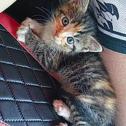Nugget is registered to the contest to win money with this photo: kitten, cat, calico, tricolor, animal, pet, fluffy, fur, blue_eyes, whiskers, face, paws, sitting, lying_down, cute, indoors, car_interior, car_seat, close_up, portrait