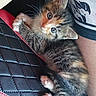 kitten, cat, calico, tricolor, animal, pet, fluffy, fur, blue_eyes, whiskers, face, paws, sitting, lying_down, cute, indoors, car_interior, car_seat, close_up, portrait