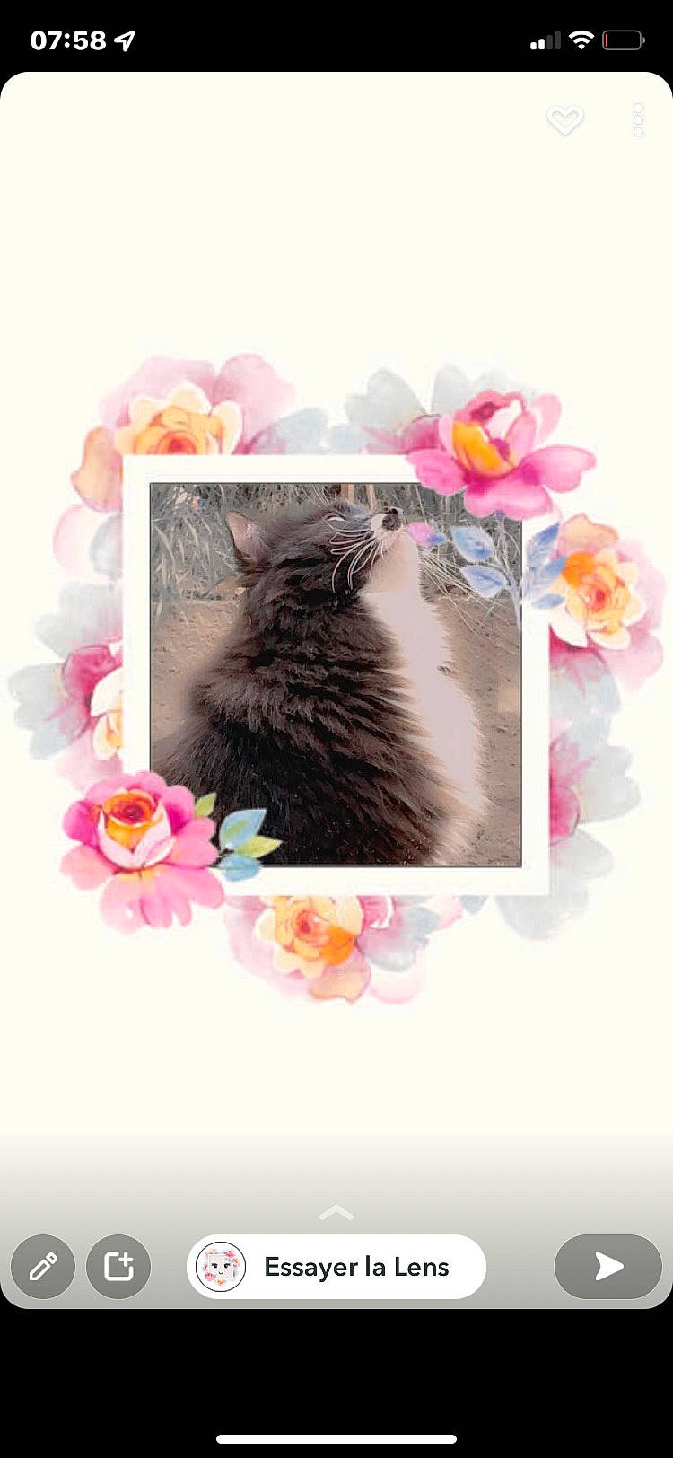 Pouky a rejoint le concours — aidez-le/la à gagner de superbes lots ! art, carnivore, cat, fashion_accessory, felidae, flower, font, fur, greeting, magenta, painting, peach, petal, pink, plant, rectangle, small_to_medium_sized_cats, tail, textile, whiskers