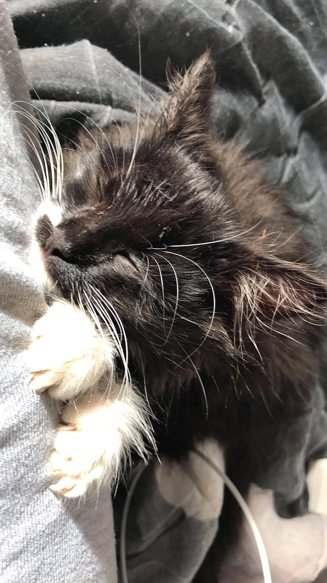 Pouky a rejoint le concours — aidez-le/la à gagner de superbes lots ! black_cat, carnivore, cat, claw, close_up, cloud, comfort, domestic_short_haired_cat, ear, felidae, fur, gesture, grey, paw, sky, small_to_medium_sized_cats, snout, tail, whiskers, yawn