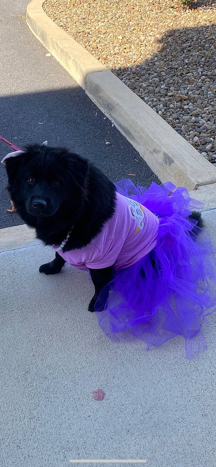Barbie joined the competition — help win amazing prizes! asphalt, carnivore, collar, companion_dog, dog, dog_breed, dog_clothes, dog_collar, dog_supply, electric_blue, fur, leash, magenta, purple, road_surface, snout, sporting_group, tail, violet, working_animal