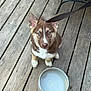 Ariya is registered to the contest to win money with this photo: dog, puppy, wooden_deck, water_bowl, bowl, leash, patio_chair, cushion, paws, ears, eyes, looking_up, sitting, pet, outdoor, wood_planks, fur, brown_and_white, collar, deck_stain