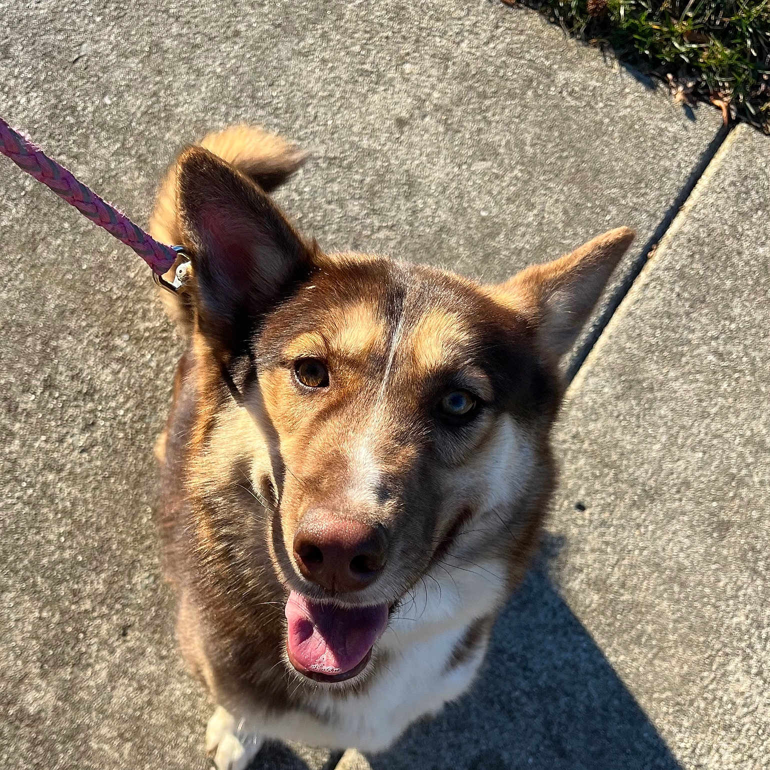 Ariya joined the competition — help win amazing prizes! brown_fur, canine, close_up, concrete, dog, ears_up, grass, happy, leash, looking_up, nose, outdoor, paw, pet, portrait, shadow, sidewalk, smiling, tongue_out, walking