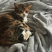 Moochi joined the competition — help win amazing prizes! cat, calico_cat, pet, blanket, bed, fur, whiskers, paws, cozy, lounging, indoor, domestic_animal, portrait, closeup, soft_texture, gray_blanket, relaxed, feline, napping, plush