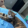 Moochi joined the competition — help win amazing prizes! cat, tabby_cat, bed, blue_sheet, teddy_bear, stuffed_animal, laundry_basket, carpet, wall_outlet, dresser, closet, shelf_unit, indoor, pet, whiskers, fur, relaxed, portrait, sleepy, home