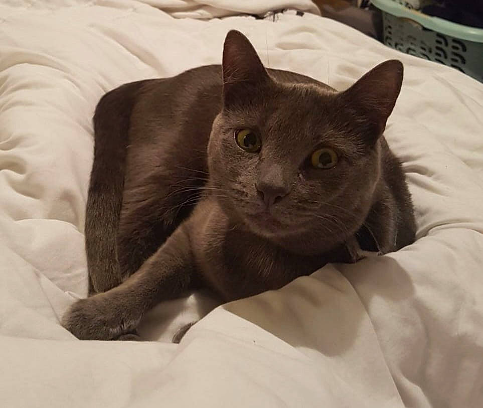 Ellie is registered to the contest to win money with this photo: bedding, carnivore, cat, cat_supply, comfort, domestic_short_haired_cat, felidae, fur, grey, linens, nap, russian_blue, small_to_medium_sized_cats, tail, terrestrial_animal, whiskers