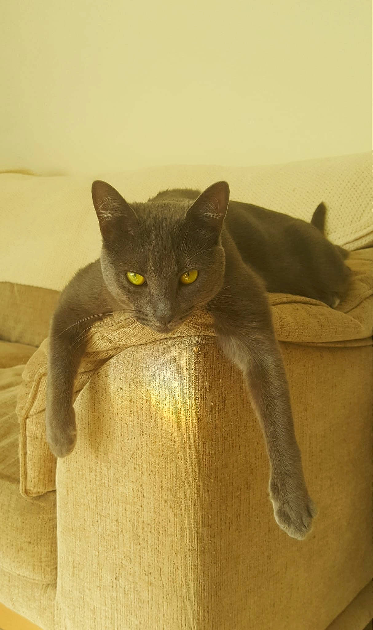 Ellie is registered to the contest to win money with this photo: carnivore, cat, comfort, domestic_short_haired_cat, felidae, fur, grey, havana_brown, russian_blue, small_to_medium_sized_cats, snout, tail, terrestrial_animal, vertebrate, whiskers