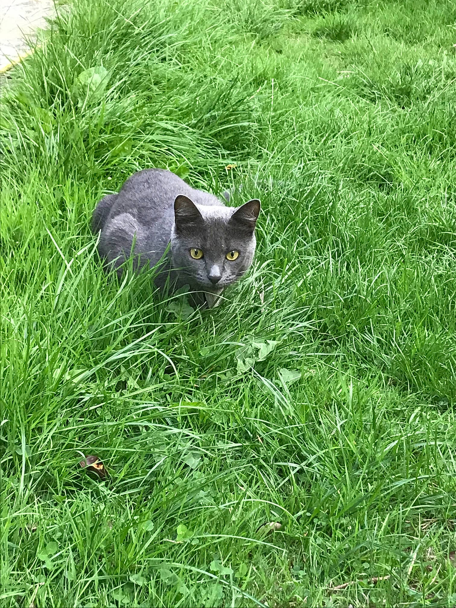 Ellie joined the competition — help win amazing prizes! canidae, carnivore, cat, domestic_short_haired_cat, felidae, fur, grass, grassland, groundcover, herbaceous_plant, pasture, plant, prairie, russian_blue, small_to_medium_sized_cats, snout, tail, terrestrial_animal, terrestrial_plant, whiskers