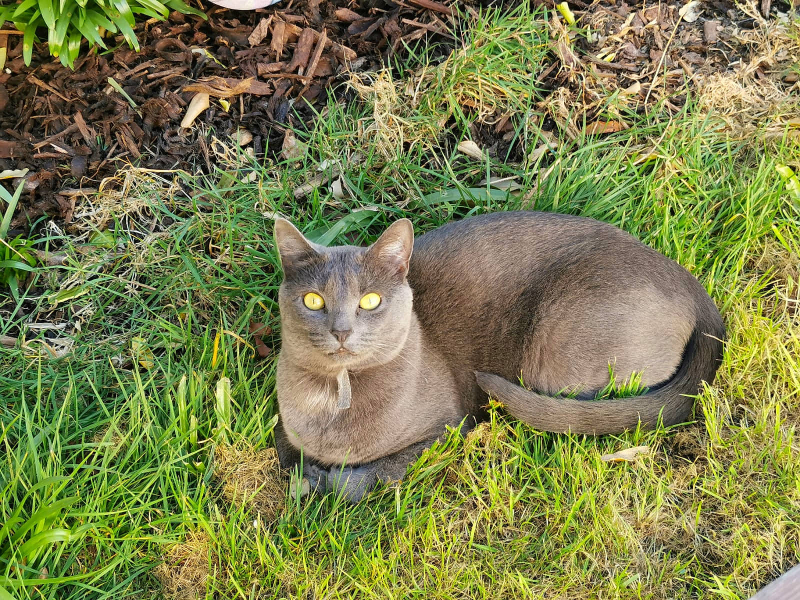 Ellie is registered to the contest to win money with this photo: art, carnivore, cat, domestic_short_haired_cat, eye, fawn, felidae, fur, grass, groundcover, plant, russian_blue, sitting, small_to_medium_sized_cats, snout, tail, terrestrial_animal, terrestrial_plant, whiskers, wildlife