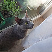 Uston a rejoint le concours — aidez-le/la à gagner de superbes lots ! animal, cat, curious, curtain, domestic, ears, eyes, floor, fur, glass_door, greenery, grey_cat, indoor, looking_up, natural_light, pet, plant, whiskers, window, wood_floor
