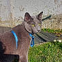 cat, gray_cat, yellow_eyes, blue_harness, outdoor, grass, flowers, wooden_deck, wall, sunlight, pet, animal, feline, curious, domestic_cat, nature, closeup, portrait, whiskers, ears