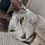 cat, close_up, gray_cat, green_eyes, whiskers, fur, pet, animal, lying_down, floor, wooden_floor, relaxation, indoors, portrait, face, ears, nose, sleepy, calm, feline