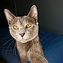 cat, gray_cat, yellow_eyes, pet, animal, indoor, bed, blue_bedspread, whiskers, curious, paw, close_up, feline, portrait, looking_at_camera, domestic_cat, soft_fur, cat_face, cute, playful