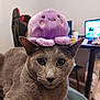 animal, cat, computer_monitors, cute, domestic_animal, ears, face, fur, furniture, gaming_chair, gray_cat, indoors, pet, pet_humor, plush_toy, purple_octopus, relaxed, soft_toy, table, whiskers