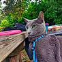 cat, gray_cat, green_eyes, blue_harness, outdoor, picnic, wooden_table, nature, greenery, pet, animal, feline, close_up, fur, leisure, daylight, sitting, alert, side_view, summer