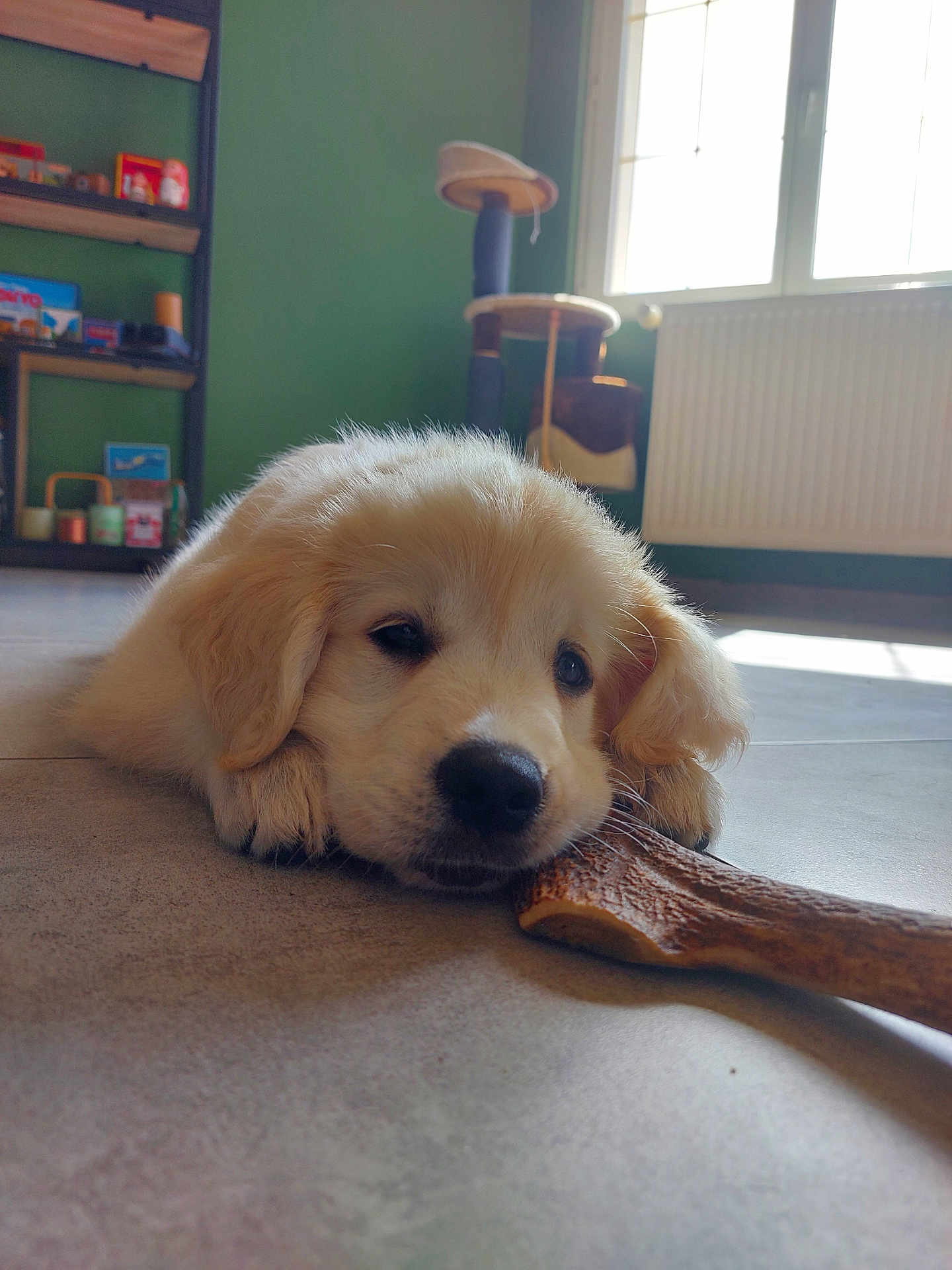 Ariane participe au concours pour gagner de l'argent avec cette photo : puppy, dog, golden_retriever, chew_bone, floor, indoor, pet, cute, sleepy, fur, animal, window, natural_light, cat_tree, shelf, green_wall, cozy, relaxed, young_dog, domestic