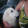 Ariane a rejoint le concours — aidez-le/la à gagner de superbes lots ! puppy, dog, white_fur, person, hand, car_interior, seatbelt, seat, clothing, pattern, leaf_pattern, closeup, affection, pet, animal, cute, young_dog, companion, indoor, transport