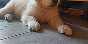Ariane participe au concours pour gagner de l'argent avec cette photo : puppy, dog, golden_retriever, indoor, floor, tile, pet, cute, fluffy, animal, young, laying, resting, fur, paw, canine, companion, domestic, portrait, side_view