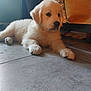 animal, canine, companion, cute, dog, domestic, floor, fluffy, fur, golden_retriever, indoor, laying, paw, pet, portrait, puppy, resting, side_view, tile, young