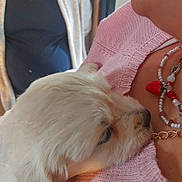 Ariane a rejoint le concours — aidez-le/la à gagner de superbes lots ! puppy, dog, white_dog, closeup, snuggling, person, pink_sweater, necklace, strawberry, beads, black_shirt, cardigan, indoor, cuddle, pet, animal, fur, cute, head, shoulder