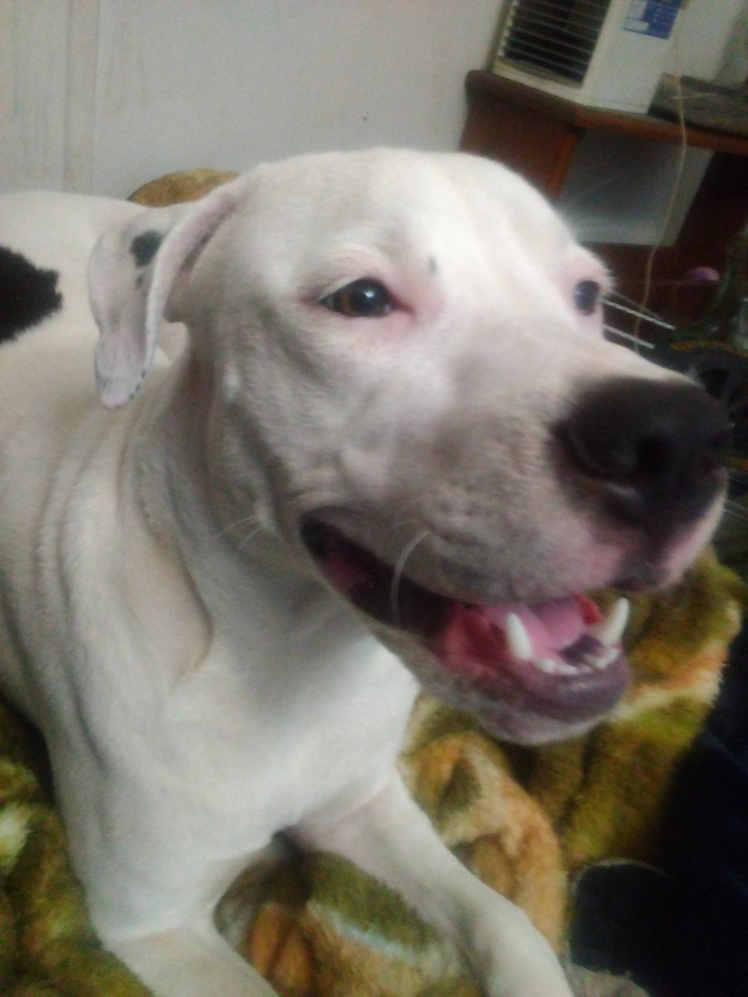 Cloey joined the competition — help win amazing prizes! canidae, carnivore, collar, companion_dog, dog, dog_breed, dog_collar, ear, fawn, gun_dog, non_sporting_group, pet_supply, snout, sporting_group, whiskers, working_animal