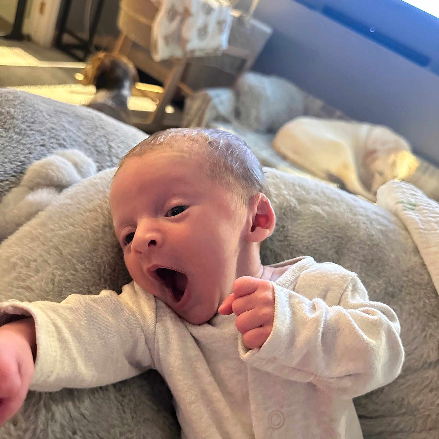 Reuben is registered to the contest to win money with this photo: animal, architecture, baby, building, canine, cat, computerhardware, dog, electronics, face, happy, hardware, head, monitor, person, pet, photography, portrait, screen, yawning