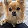 dog, small_dog, chihuahua, pet, close_up, paws, knees, black_pants, fur, ears, eyes, nose, indoor, blurred_background, cute, animal, portrait, whiskers, looking, friendly