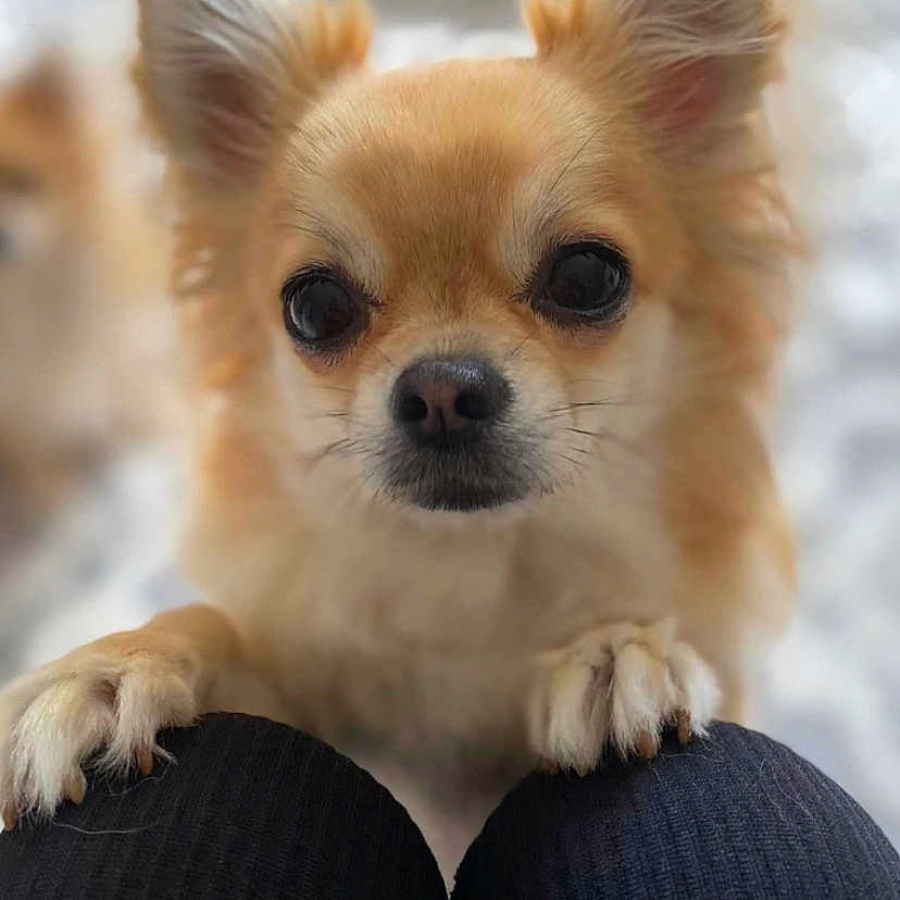 Paige is registered to the contest to win money with this photo: animal, black_pants, blurred_background, chihuahua, close_up, cute, dog, ears, eyes, friendly, fur, indoor, knees, looking, nose, paws, pet, portrait, small_dog, whiskers