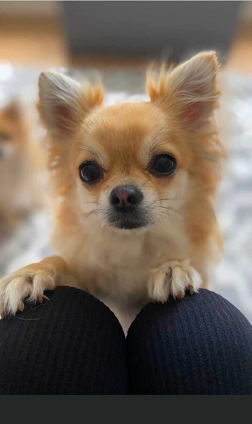 Paige is registered to the contest to win money with this photo: dog, small_dog, chihuahua, pet, close_up, paws, knees, black_pants, fur, ears, eyes, nose, indoor, blurred_background, cute, animal, portrait, whiskers, looking, friendly