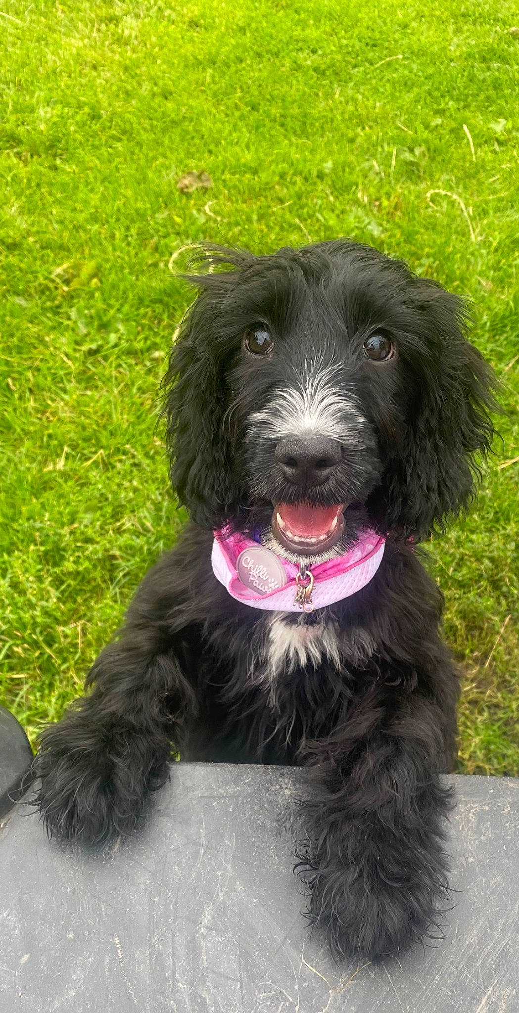 Tilly joined the competition — help win amazing prizes! borador, canidae, carnivore, collar, companion_dog, dog, dog_breed, dog_collar, fur, grass, hunting_dog, liver, snout, spaniel, sporting_group, terrestrial_animal, terrier, water_dog, working_animal, working_dog