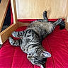Anubis participe au concours pour gagner de l'argent avec cette photo : cat, tabby_cat, pet, animal, sleeping, lying_down, upside_down, relaxed, nap, belly, paws, whiskers, striped_fur, gray_fur, red_cushion, wooden_furniture, indoor, cozy, funny_pose, portrait
