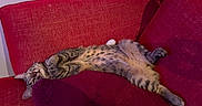 Anubis a rejoint le concours — aidez-le/la à gagner de superbes lots ! cat, tabby, spotted_fur, animal, pet, sleeping, lying_down, upside_down, belly_up, paws, whiskers, ears, tail, red_couch, cushions, indoor, home, relaxed, funny_pose, nap