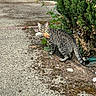 Anubis a rejoint le concours — aidez-le/la à gagner de superbes lots ! cat, tabby_cat, pet, animal, feline, striped_fur, green_eyes, outdoor, garden, hedge, pavement, concrete, plant, leaf, toy, bird_toy, standing, looking_at_camera, tail, nature